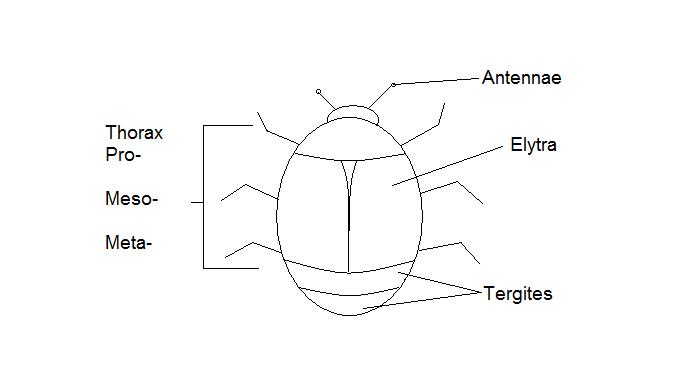 File:Hister quadrimaculatus 2009 07 04.jpg