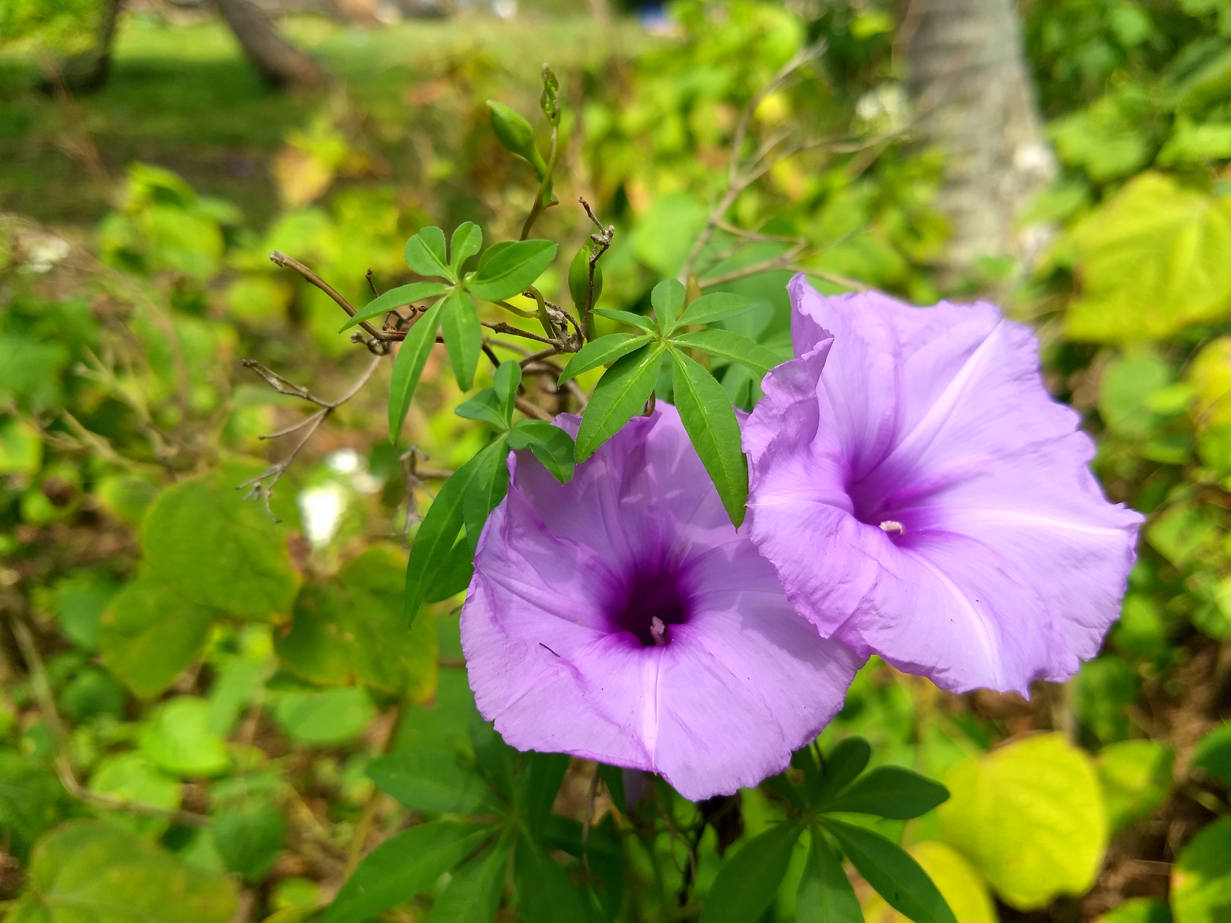 Ипомея турбина гармала фото. Ipomoea cairica. Ипомея белая. Ипомея темная. Ипомея батат.