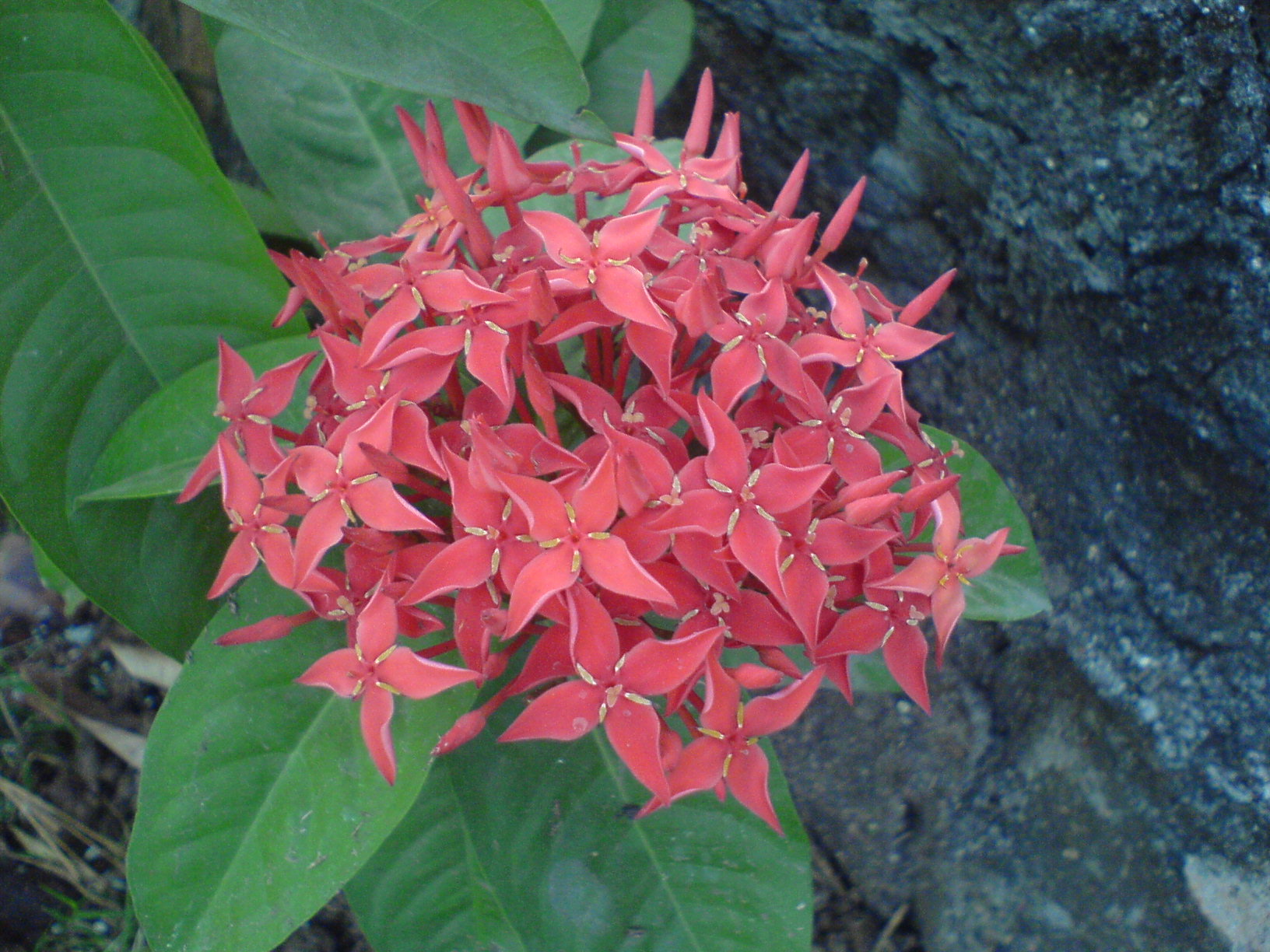 Иксора опт. Иксора т38. Иксора цветок. Иксора тайский снег -Ixora Thai Snow. Иксора Ixora Frozen Star.