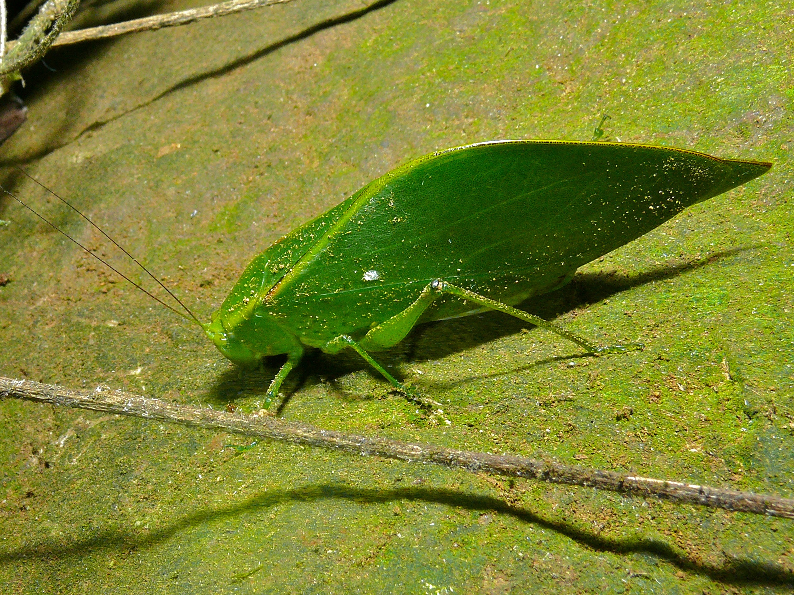 Katydid (Tettigoniidae) (8406317128).jpg