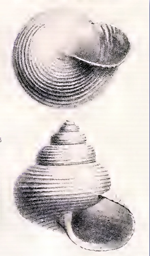 <i>Lischkeia miranda</i> Species of gastropod