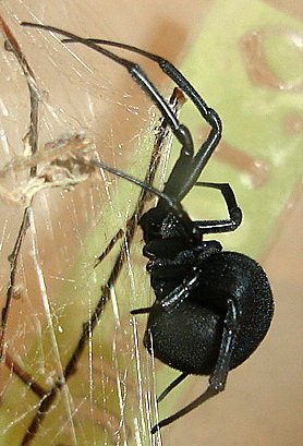 Latrodectus - Wikipedia