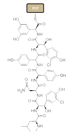 File:Linear heptapeptide of Vancomycin.png