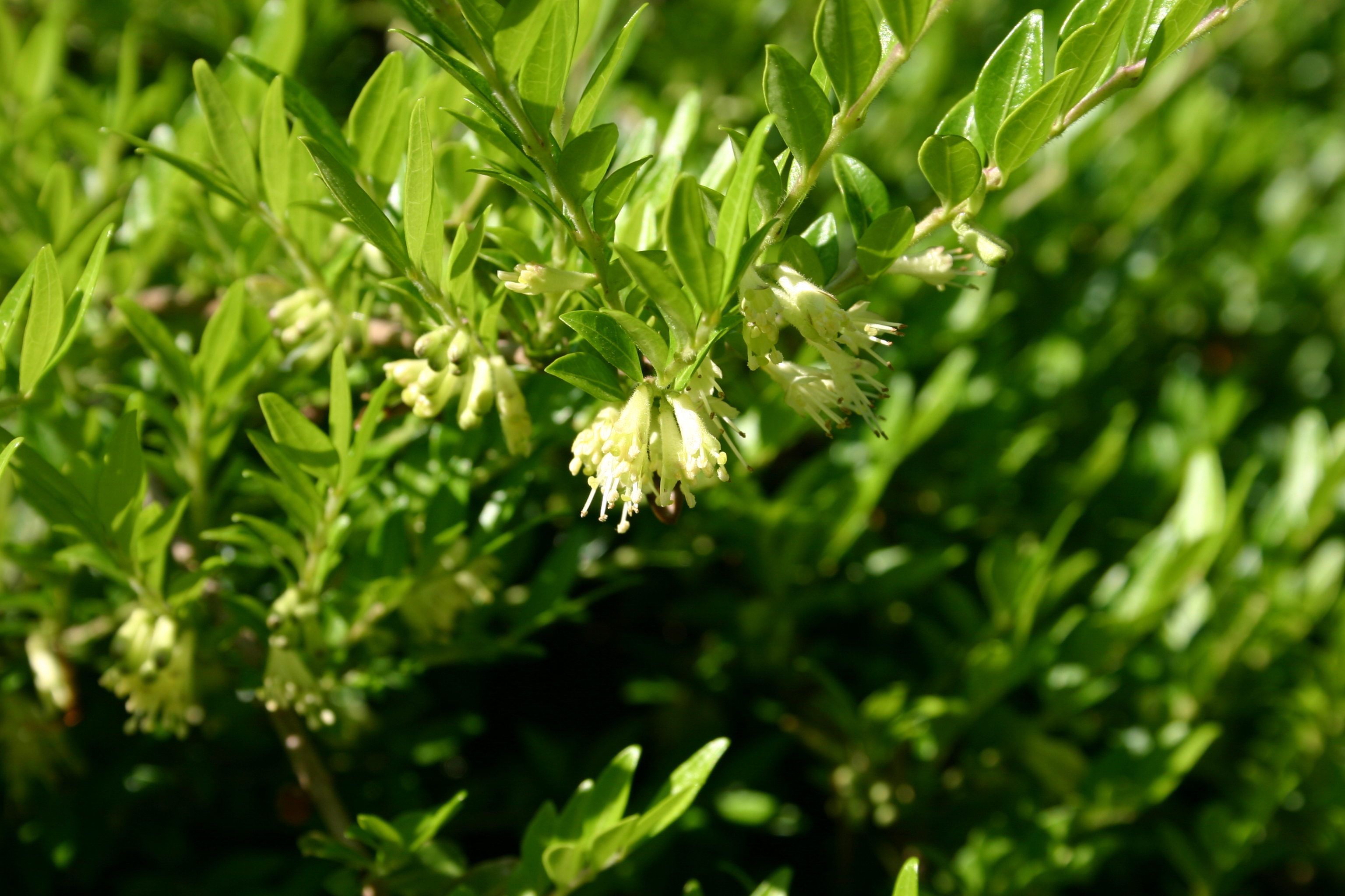 Image of A Lonicera pileata plant in spring