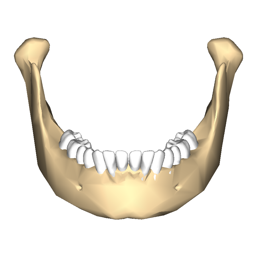 Mandible