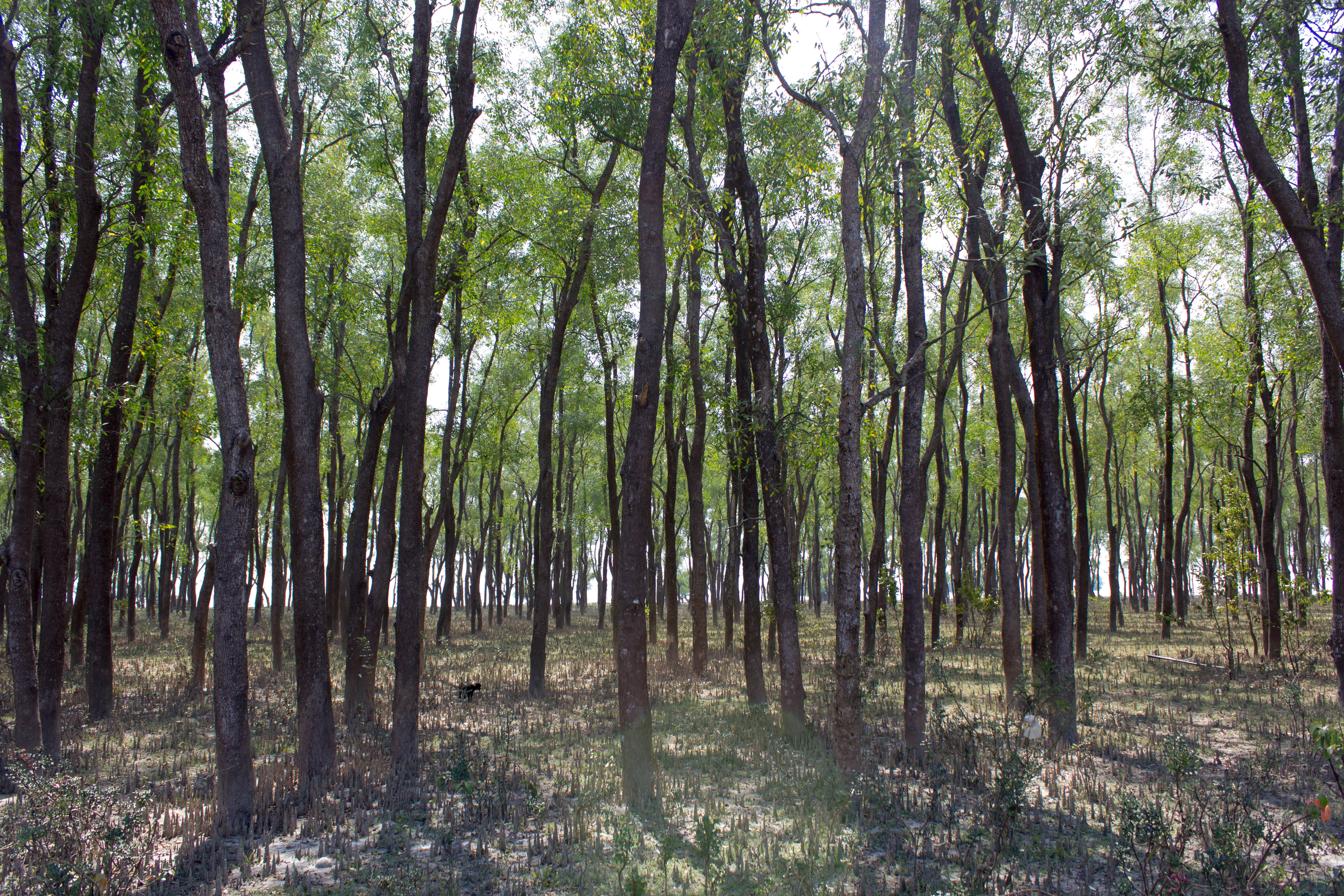 Доклад: Как выбрать место для посадки леса