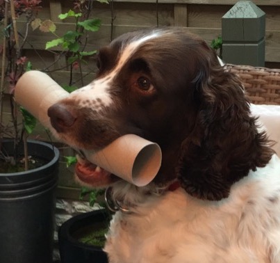 English Cocker Spaniel - Wikipedia