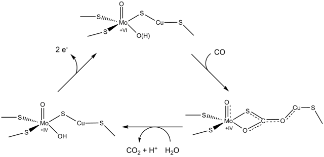 File:Mo-CODH mechanism.png