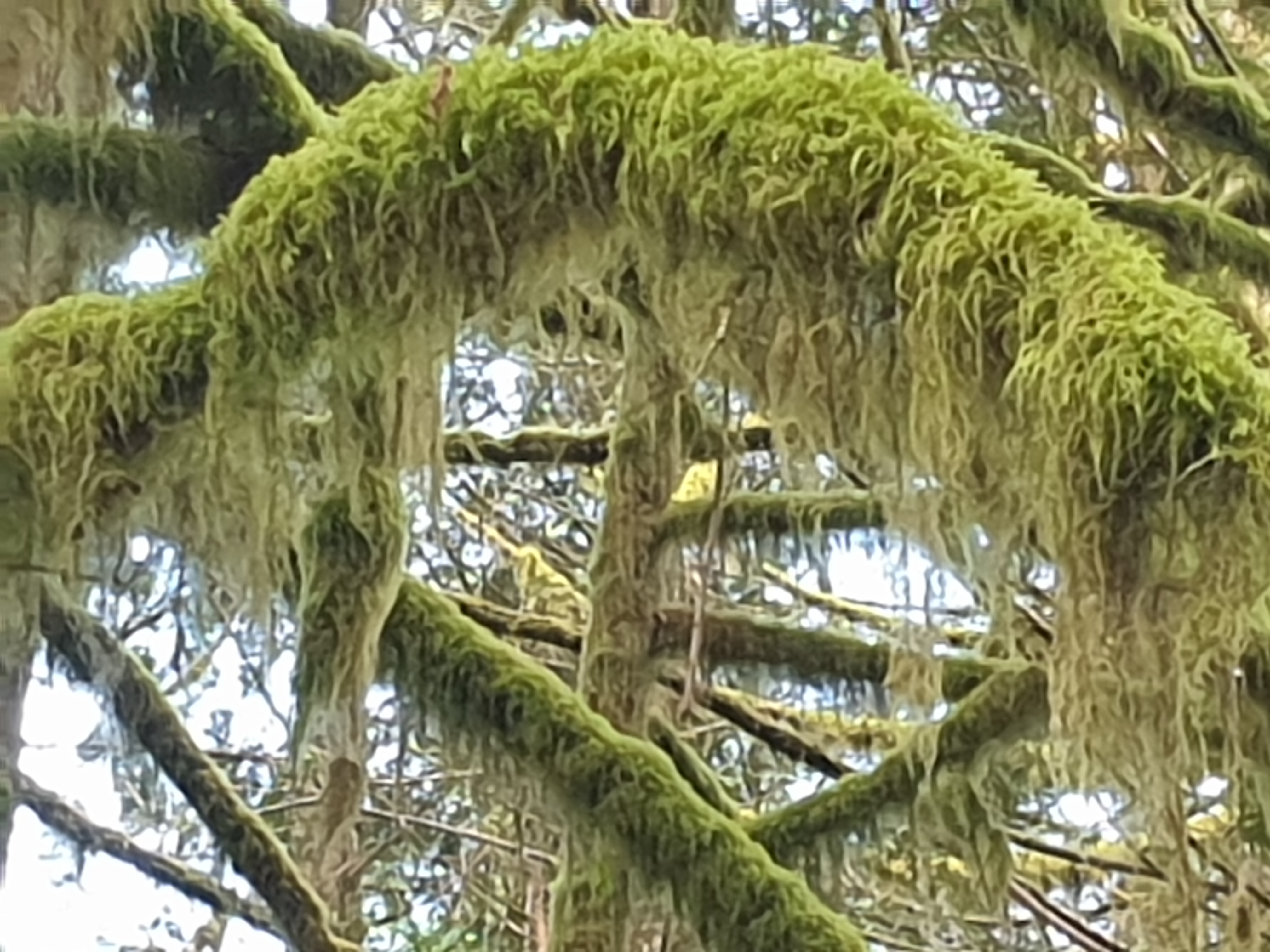 File:Green tree moss.jpg - Wikimedia Commons