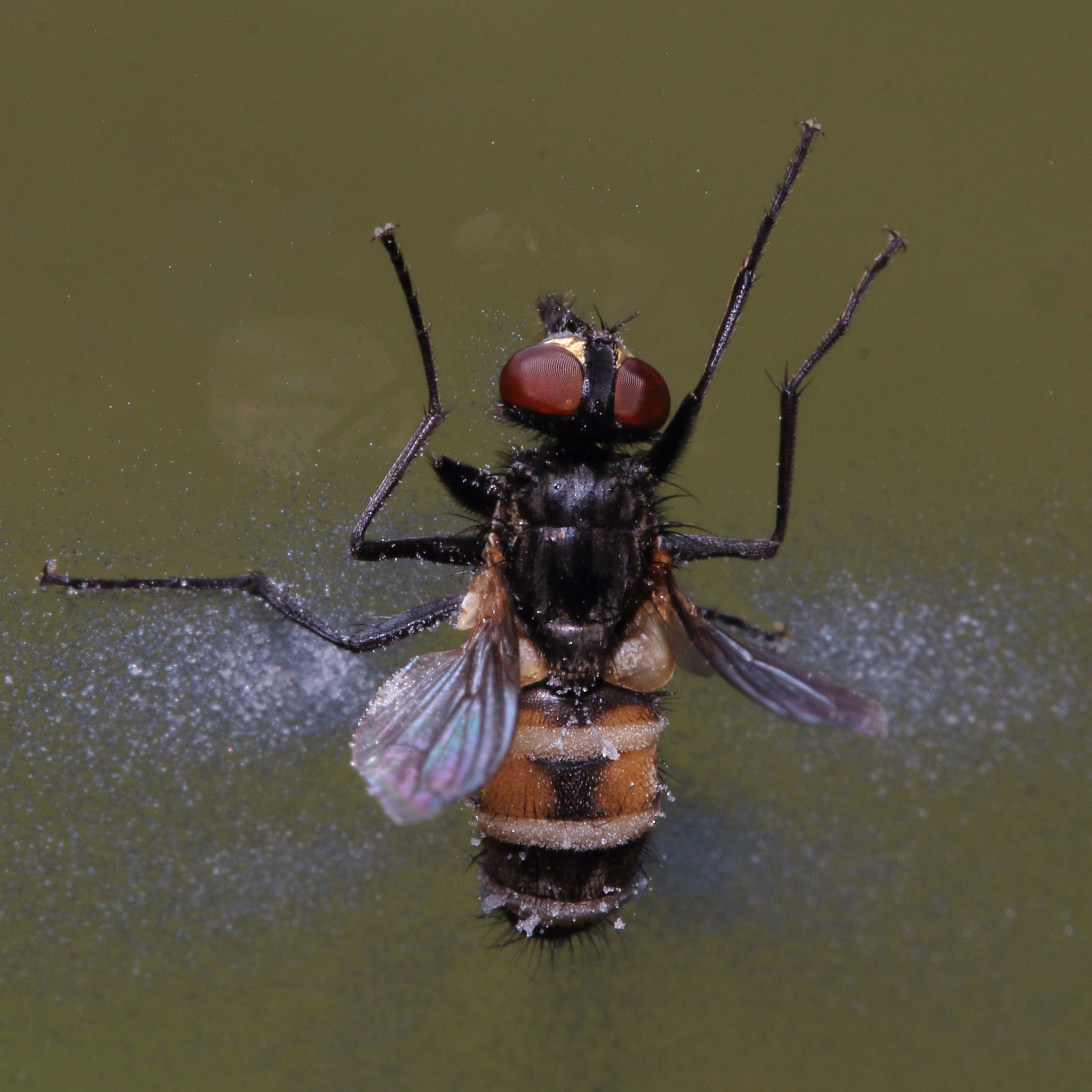 Housefly Classification Chart