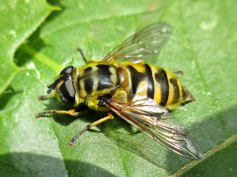 File:Myathropa florea (Syrphidae) - (imago), Mook, the Netherlands.jpg