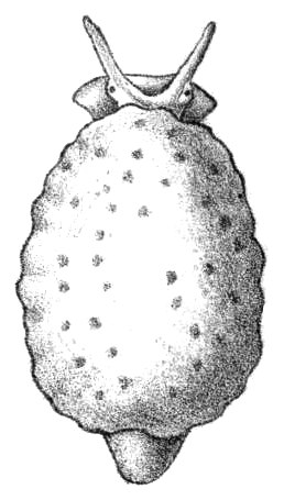 Drawing of dorsal view of live animal of Onchidiopsis glacialis Onchidiopsis glacialis.png