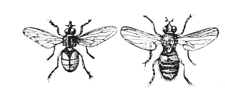 File:PSM V27 D619 Cone and hover fly.jpg