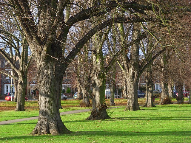 File:Palmer Park, Reading - geograph.org.uk - 1067494.jpg