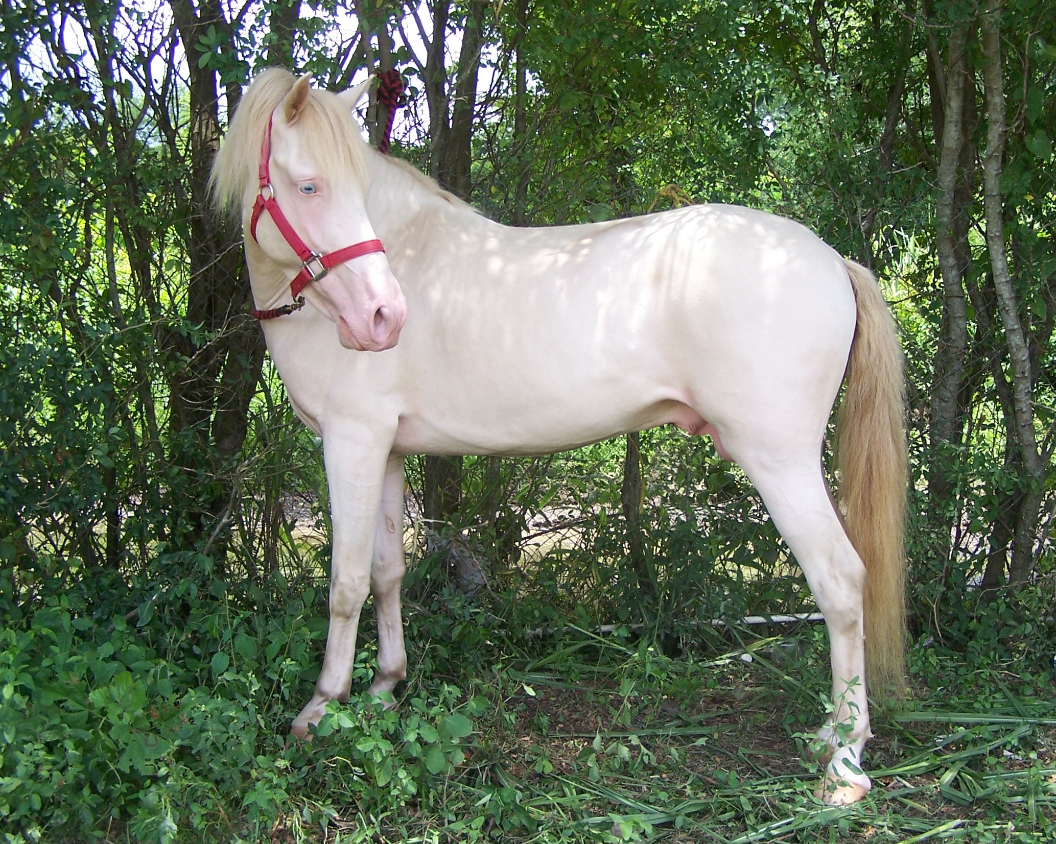 File:Perlino-color-horse-100 6908.JPG - Wikimedia Commons