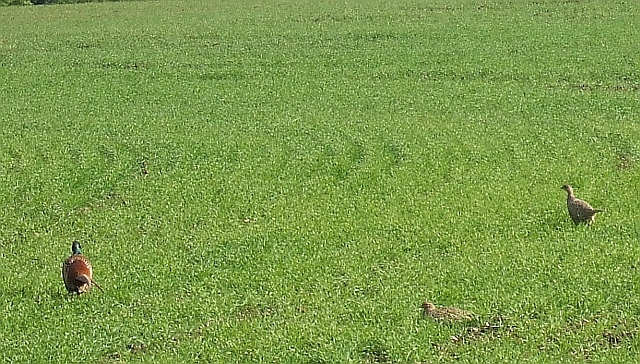 File:Pheasants, Battlesden - geograph.org.uk - 1279242.jpg