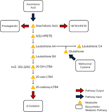 Photo_of_leukotriene_metabolism