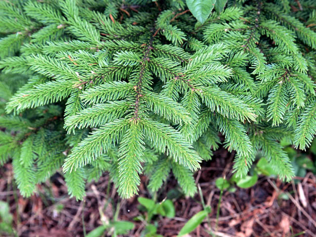 File:Picea glehnii hoja.JPG