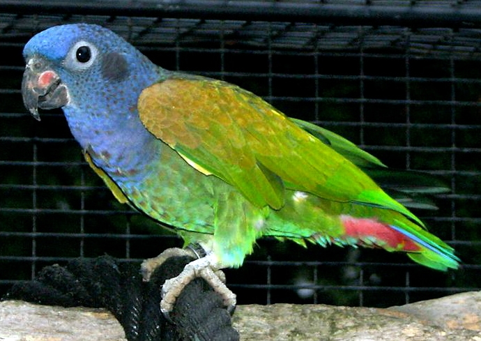 blue  headed parrot