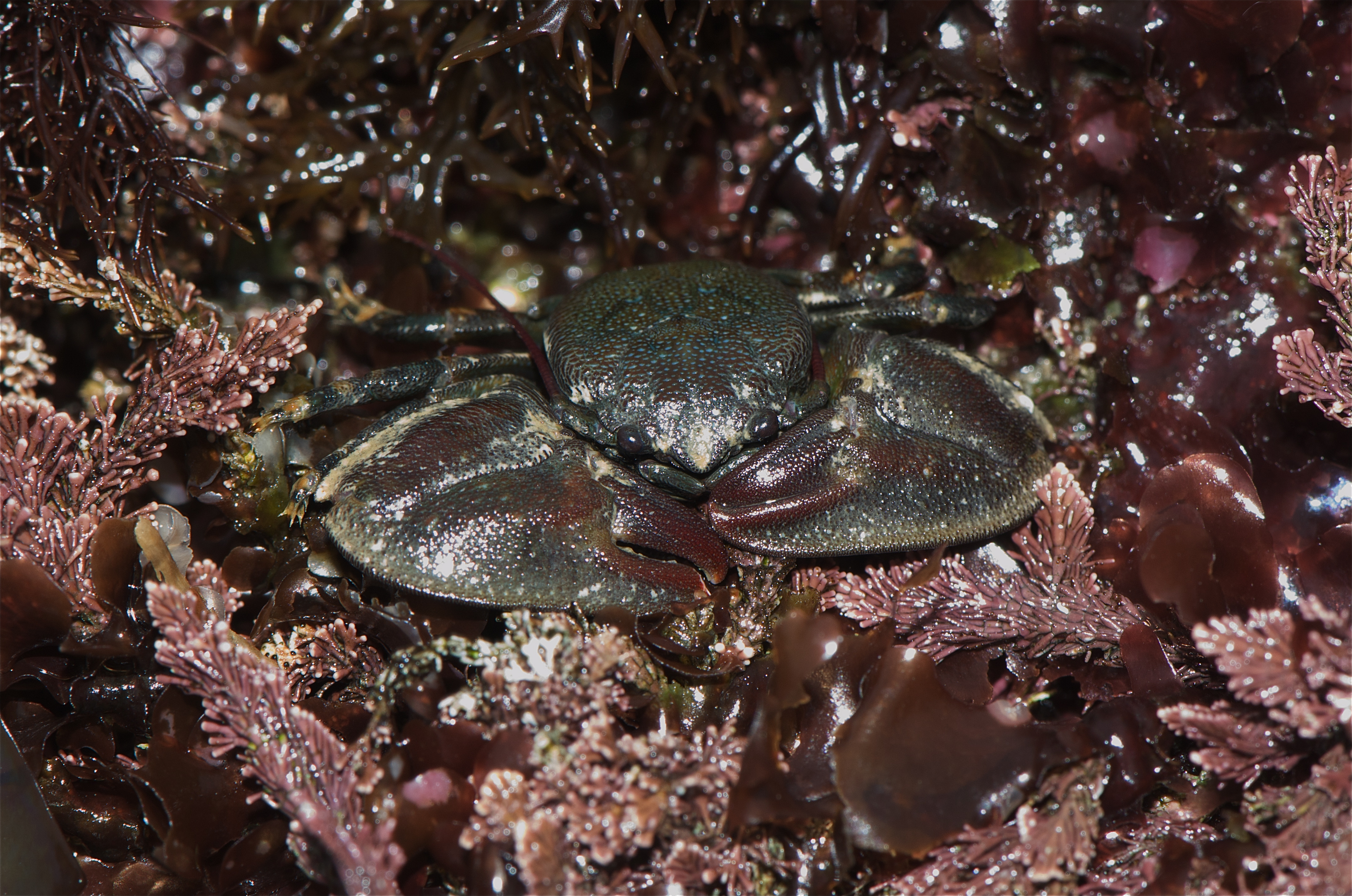 Краб фарфоровый фиолетовый, m/Petrolisthes SP.. Petrolisthes violaceus. Pugettia quadridens.