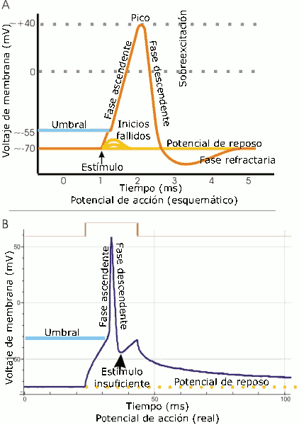 File:Potencial accion.png