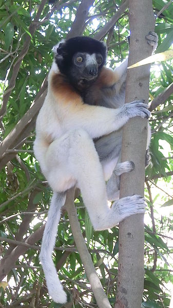 golden crowned sifaka