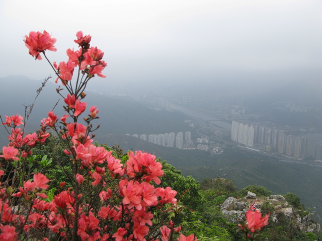 File:Red Azalea flowers on the slope of Ma On Shan overlooking Sha Tin.JPG