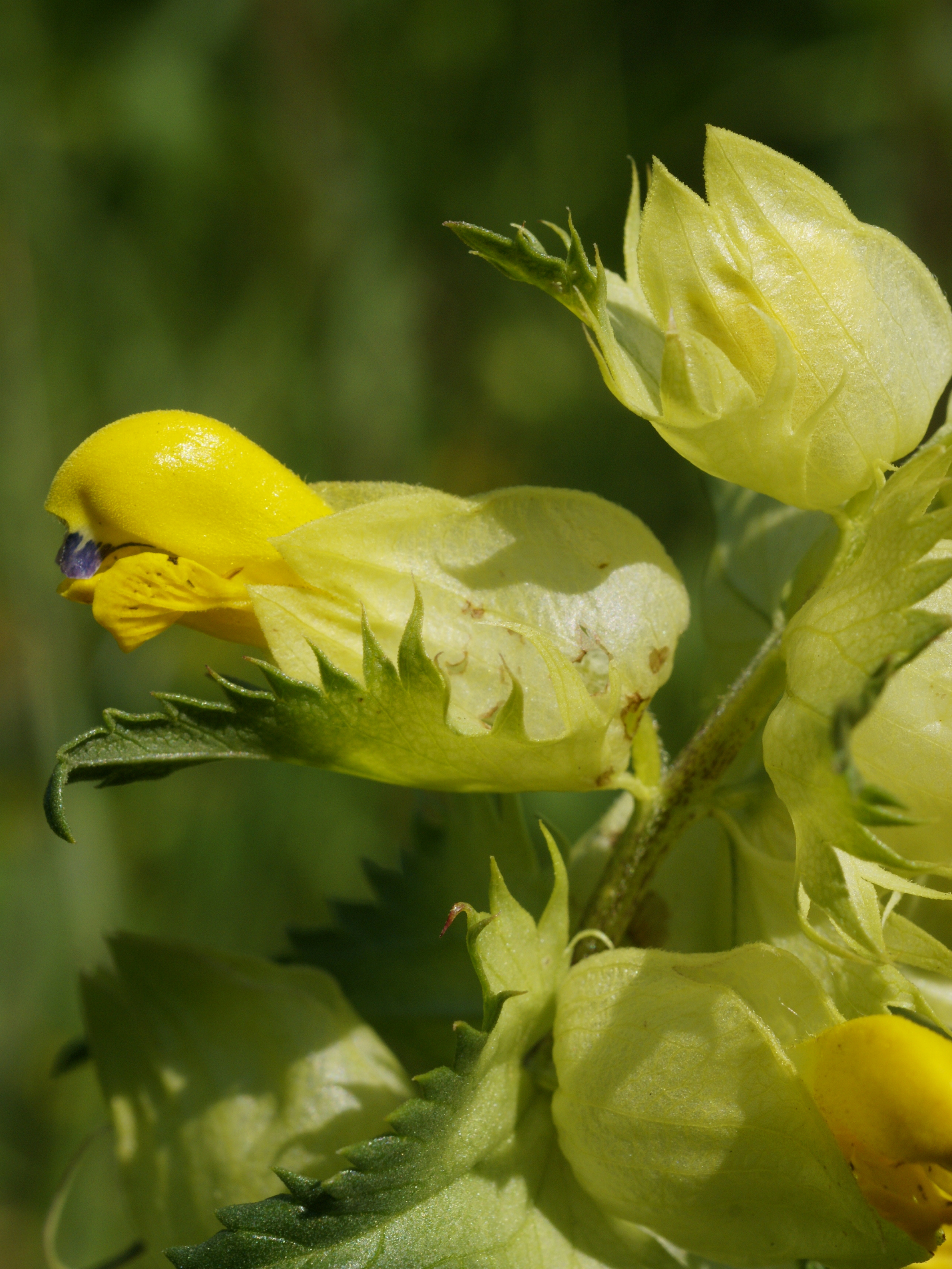 Rhinanthus angustifolius