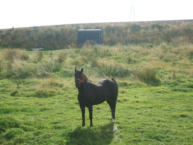 File:Rough grazing near Mill of Auchleuchries - geograph.org.uk - 237563.jpg