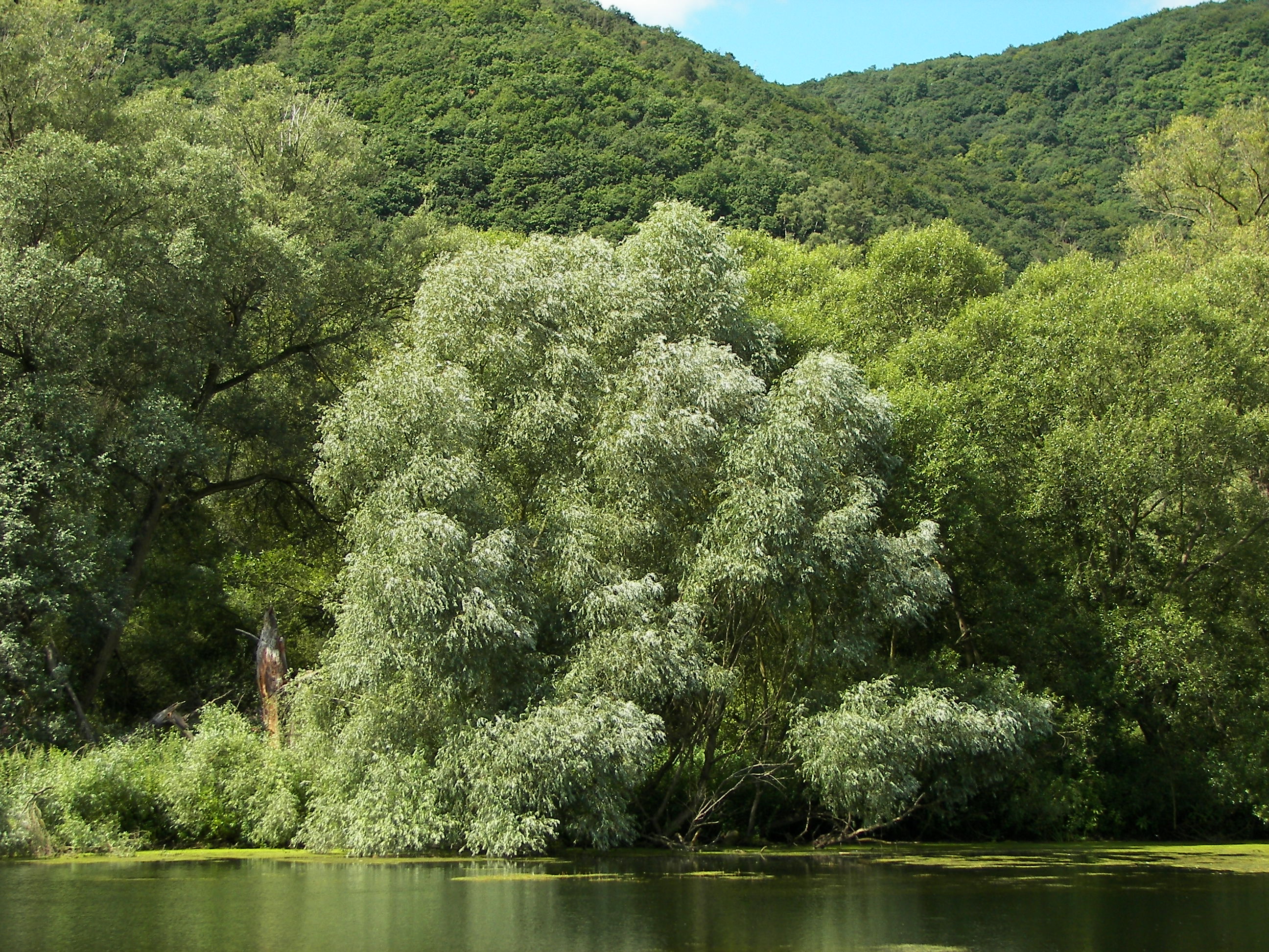 Как Выглядит Белая Ива Фото