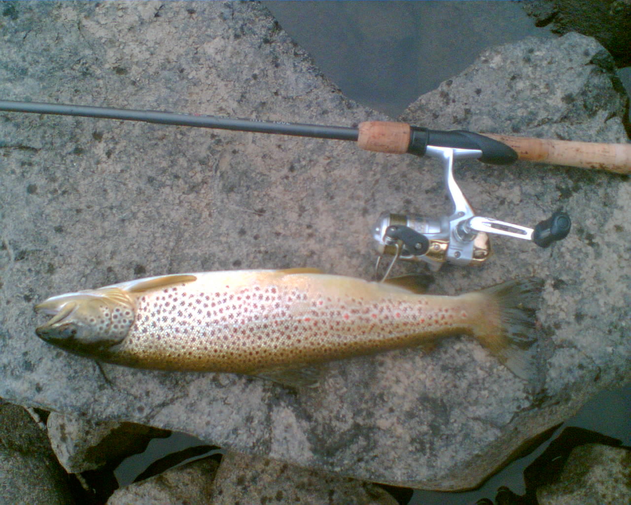 File:Salmo trutta with fishing rod.jpg - Wikipedia