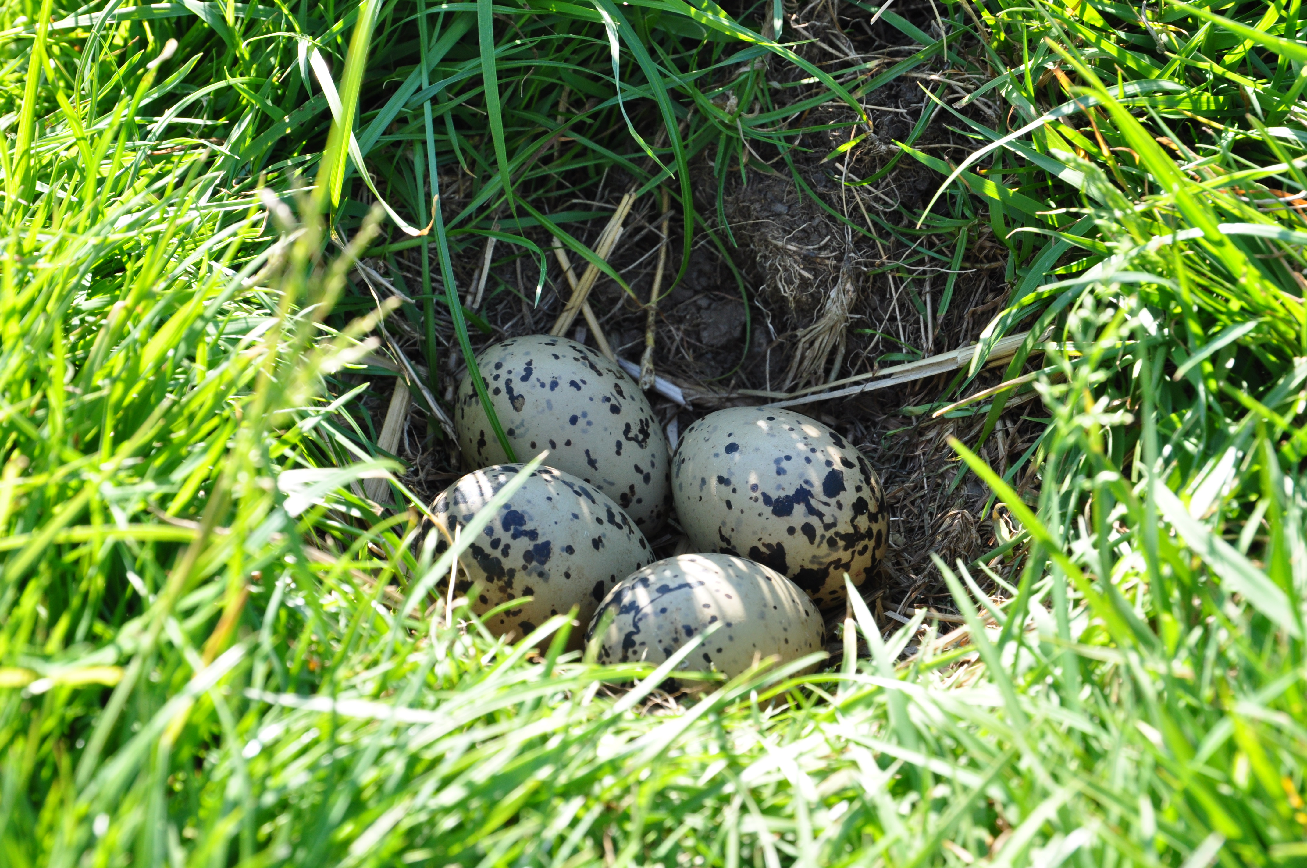 burgemeester aankunnen Goed opgeleid File:Scholekster Nest met eieren.JPG - Wikimedia Commons