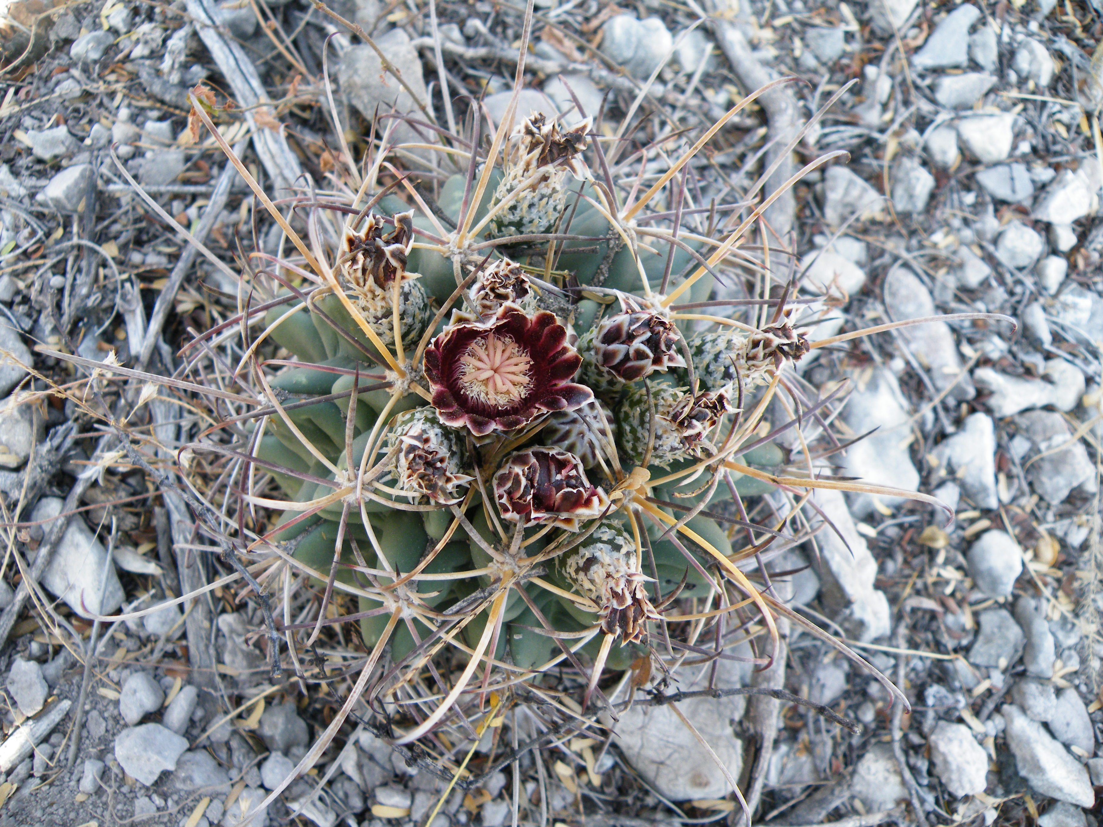 Sclerocactus uncinatus (5710897444).jpg