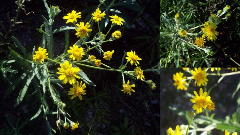 File:Senecio grisebachii var. leptotus.jpg