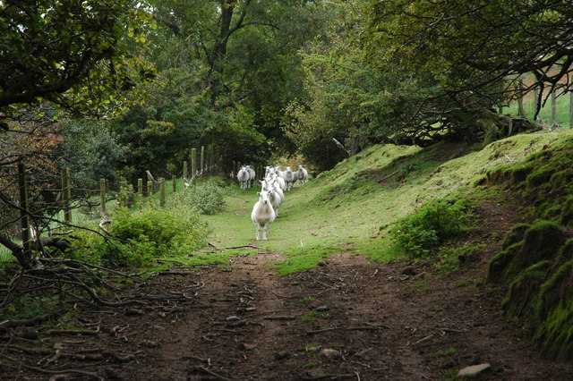 File:Sheep on the track above Coldbrook Farm - geograph.org.uk - 570728.jpg