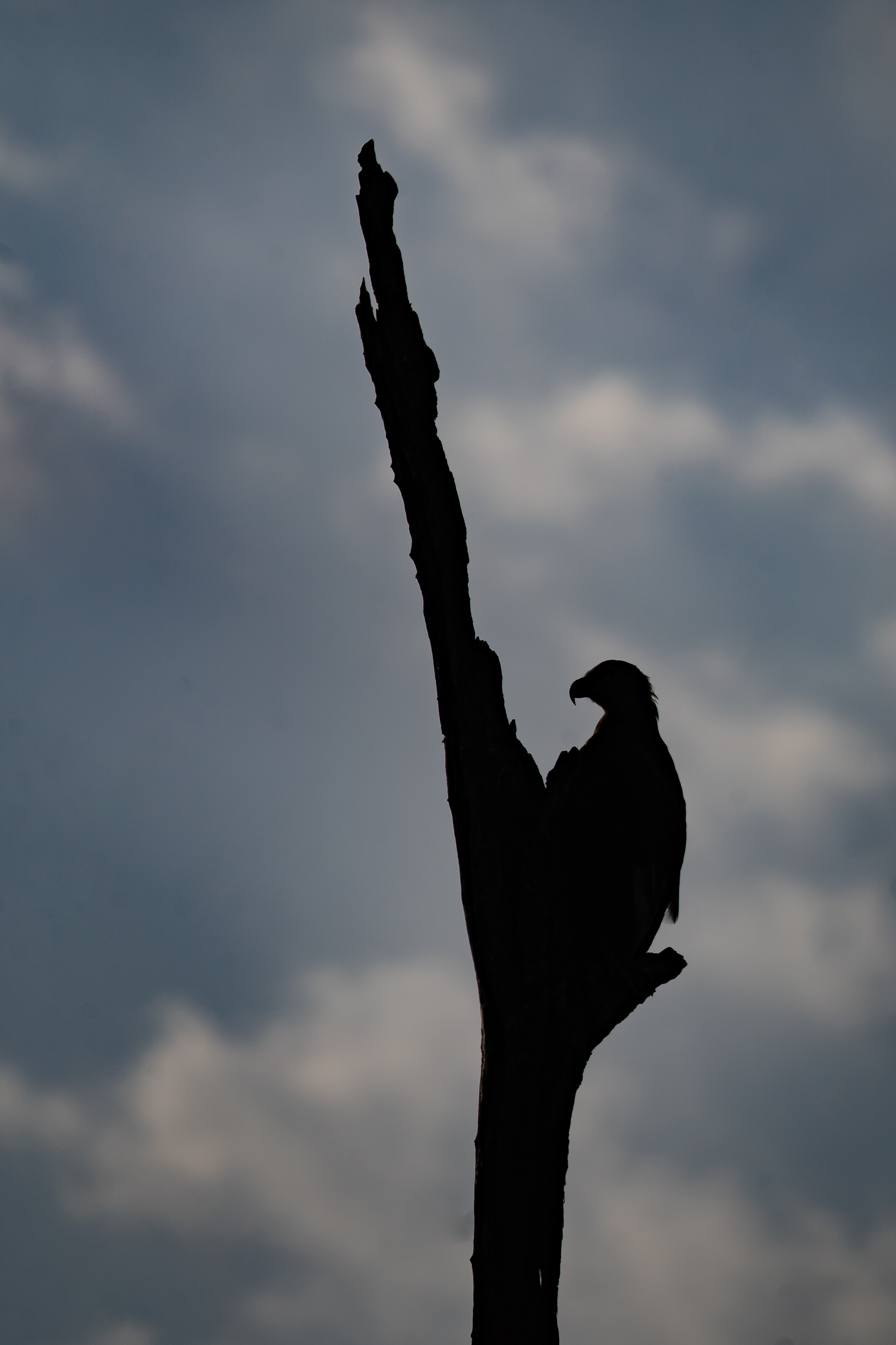 File:Grey-headed fish eagle flying at Chitwan (1).jpg - Wikimedia