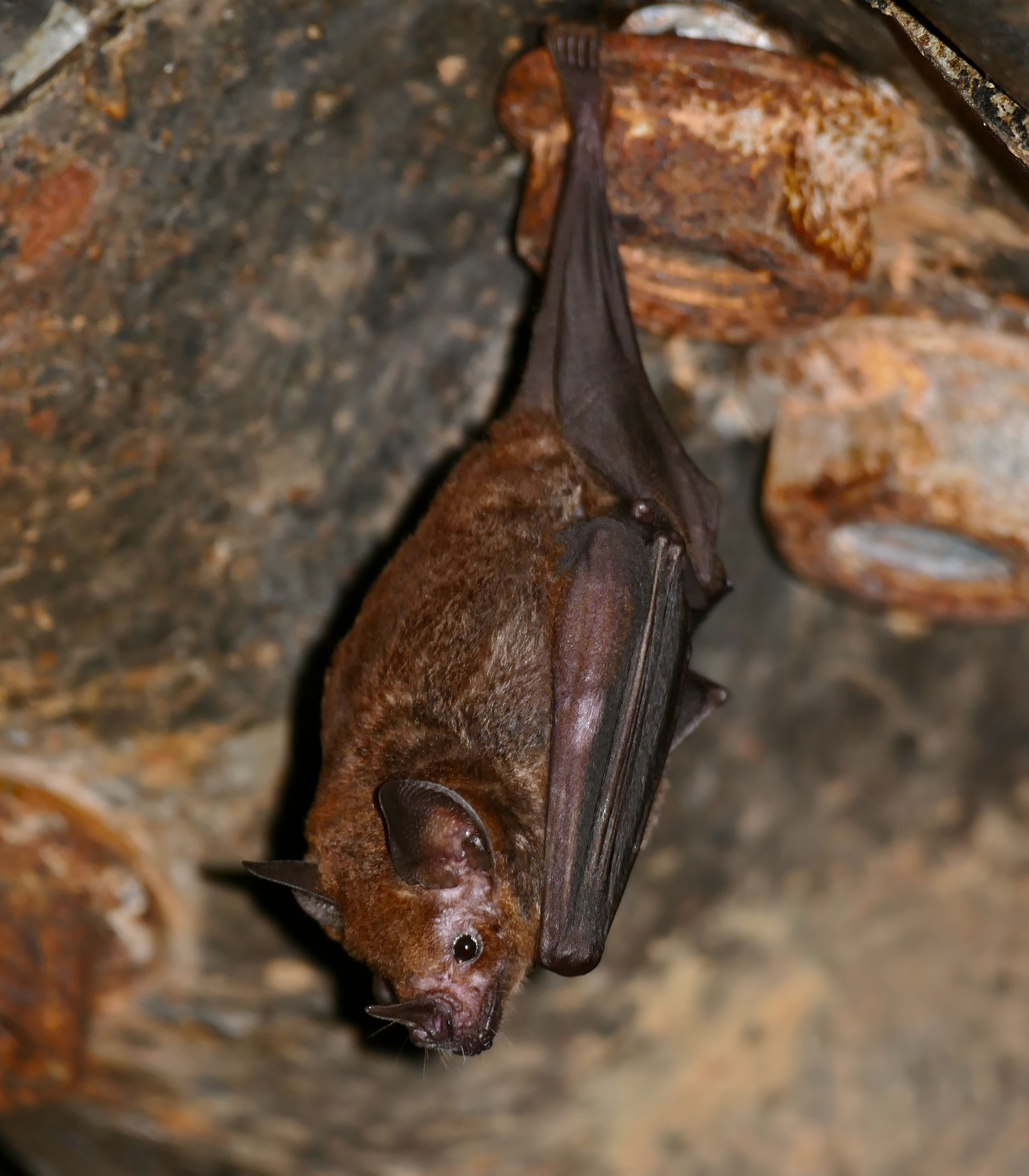 https://upload.wikimedia.org/wikipedia/commons/2/21/Silky_Short-tailed_Bat_%28Carollia_brevicauda%29_%2827055393188%29.jpg