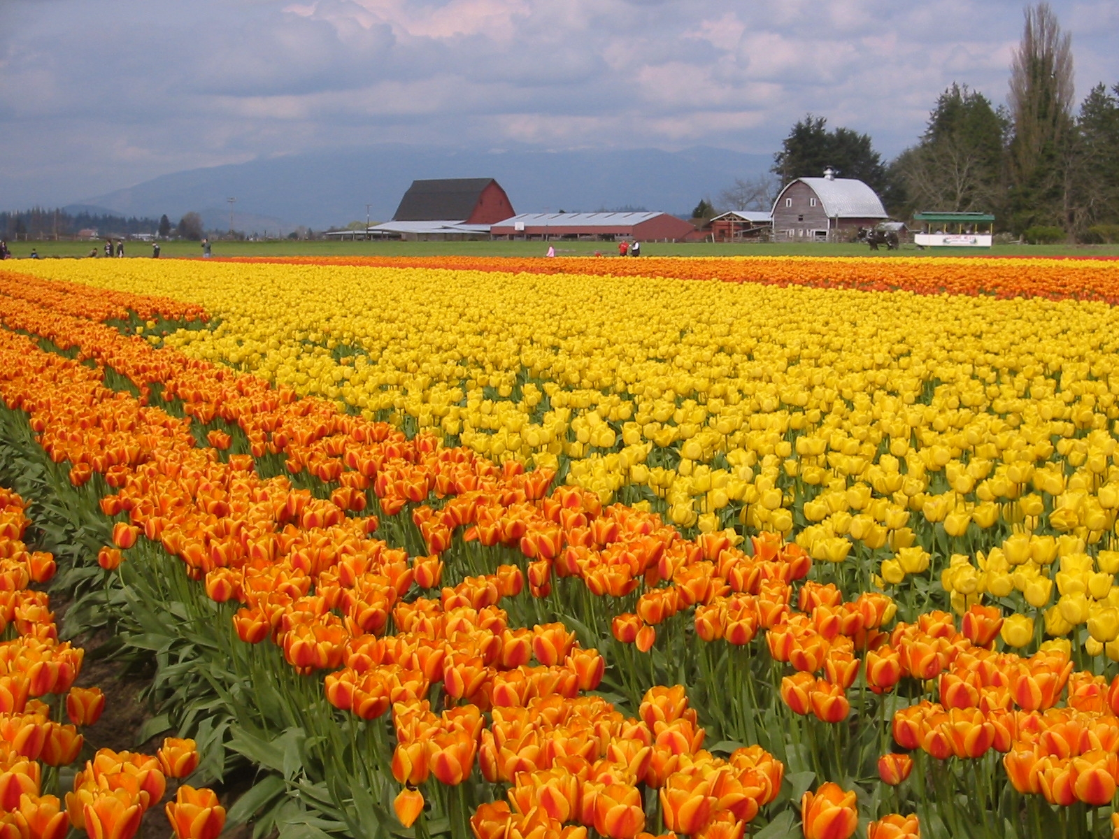 Skagit Valley Tulip Festival 2024 Bloom Map Fanya Crissie