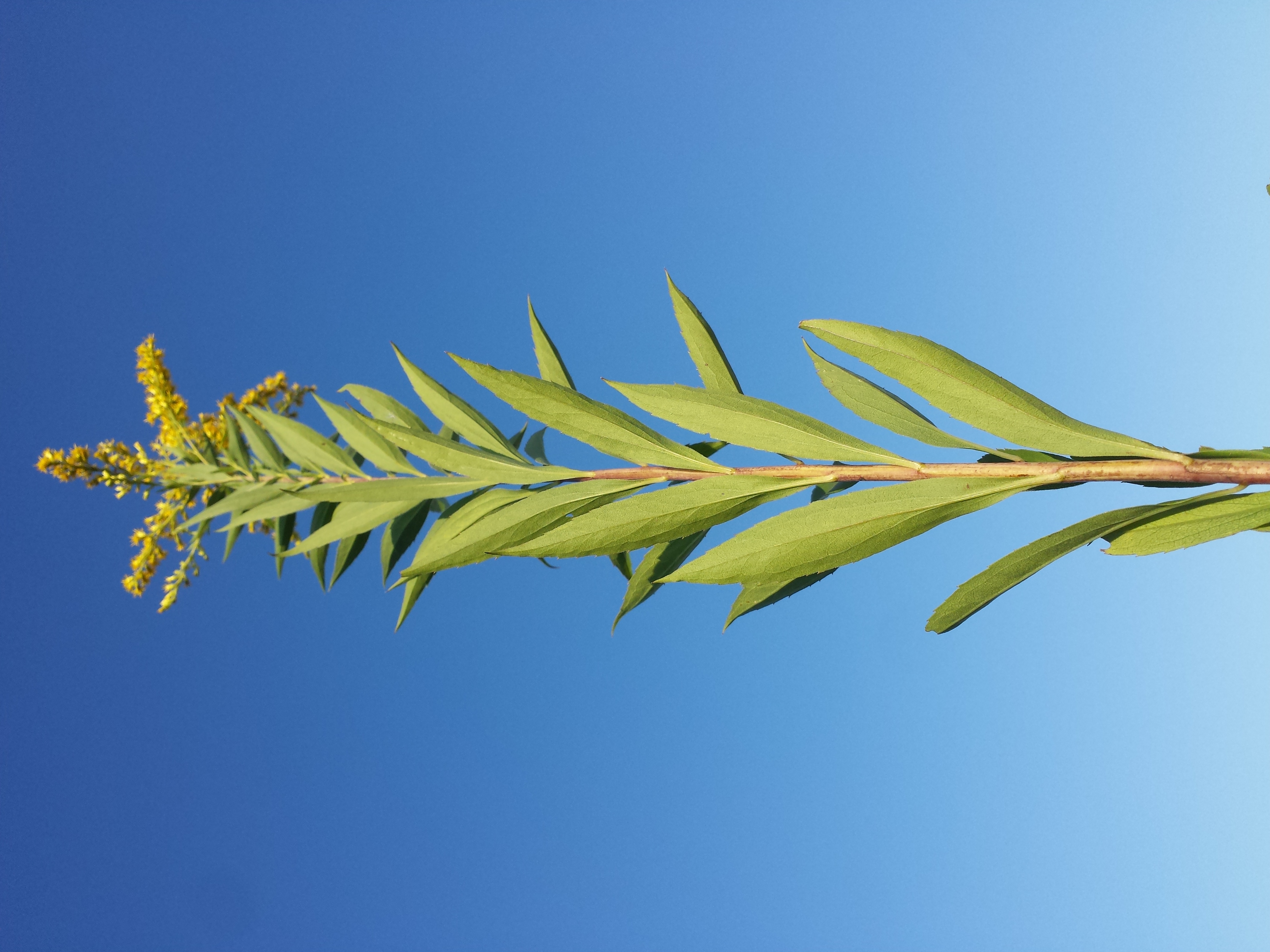 Solidago gigantea