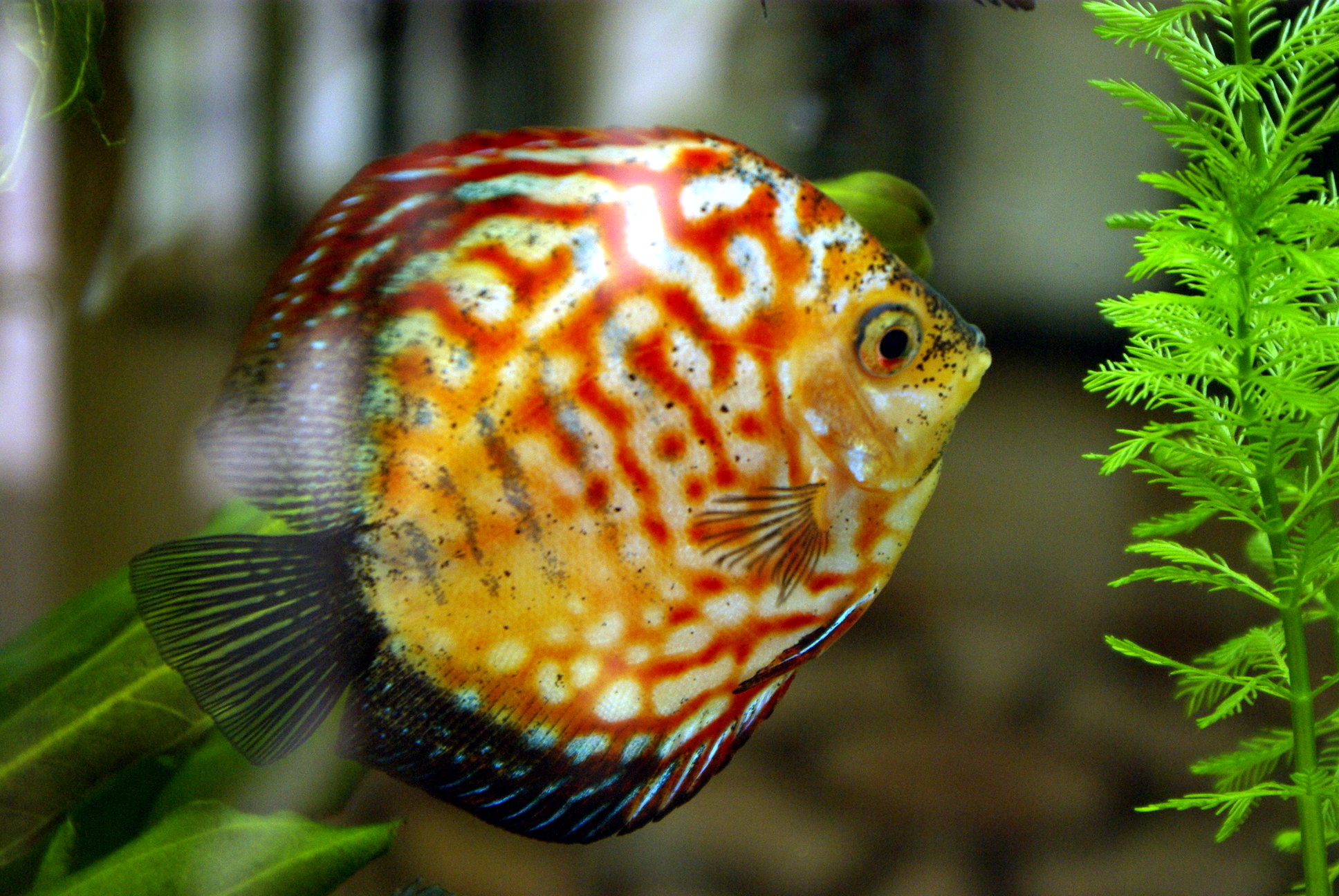 Рыбка 6 букв. Symphysodon SP.. Discus ruderatus. Дискус точечная змея.