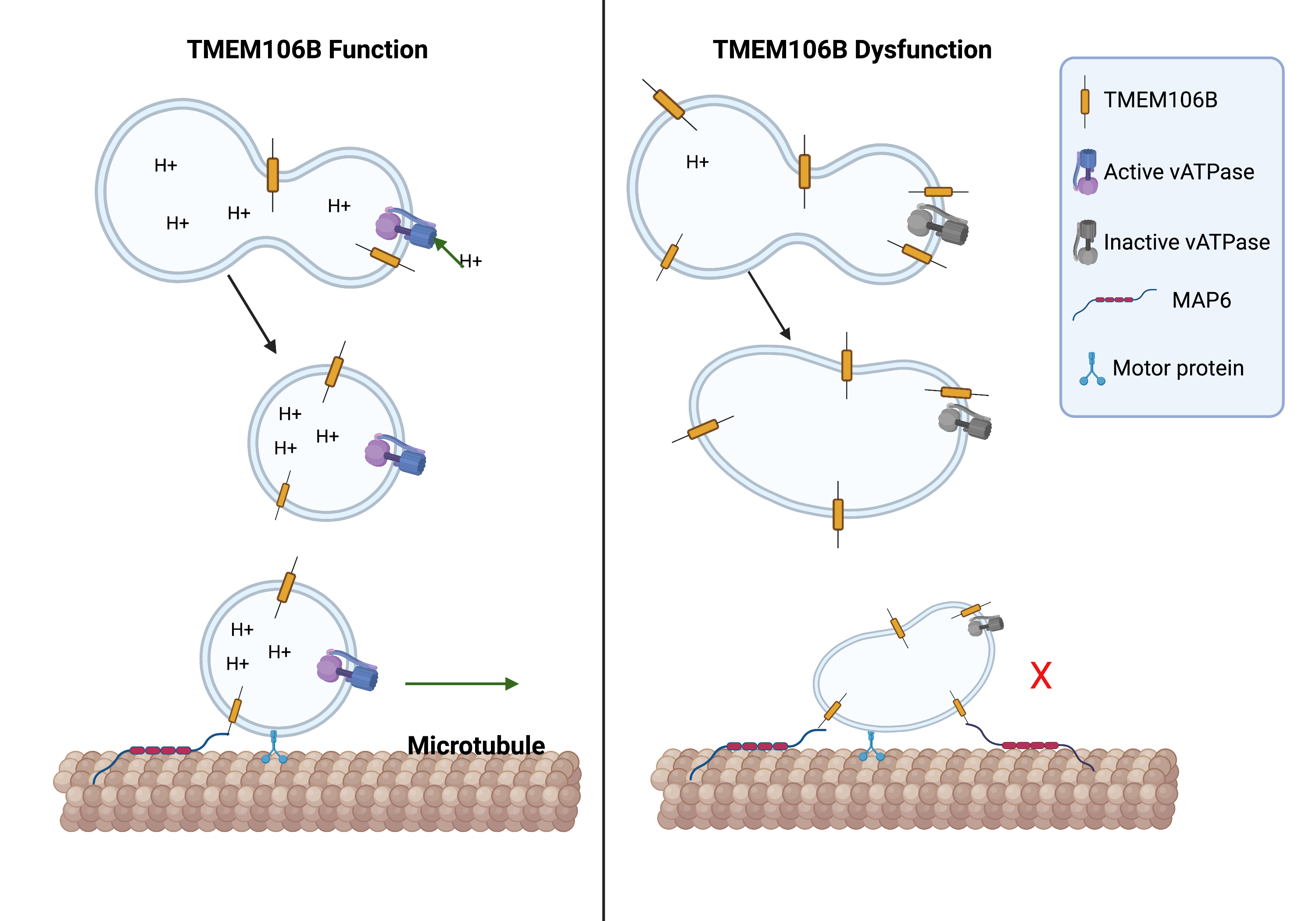 B function. Synaptosome -associated Proteins.