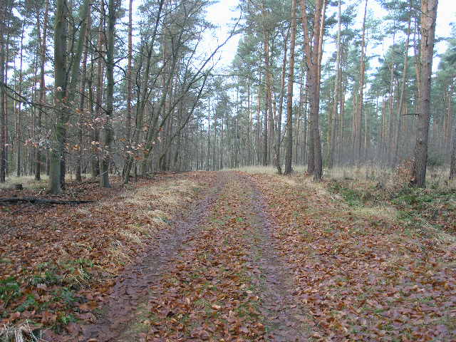 File:Wald Dannenbüttel 07.12.2008 - panoramio - Christian-1983 (46).jpg