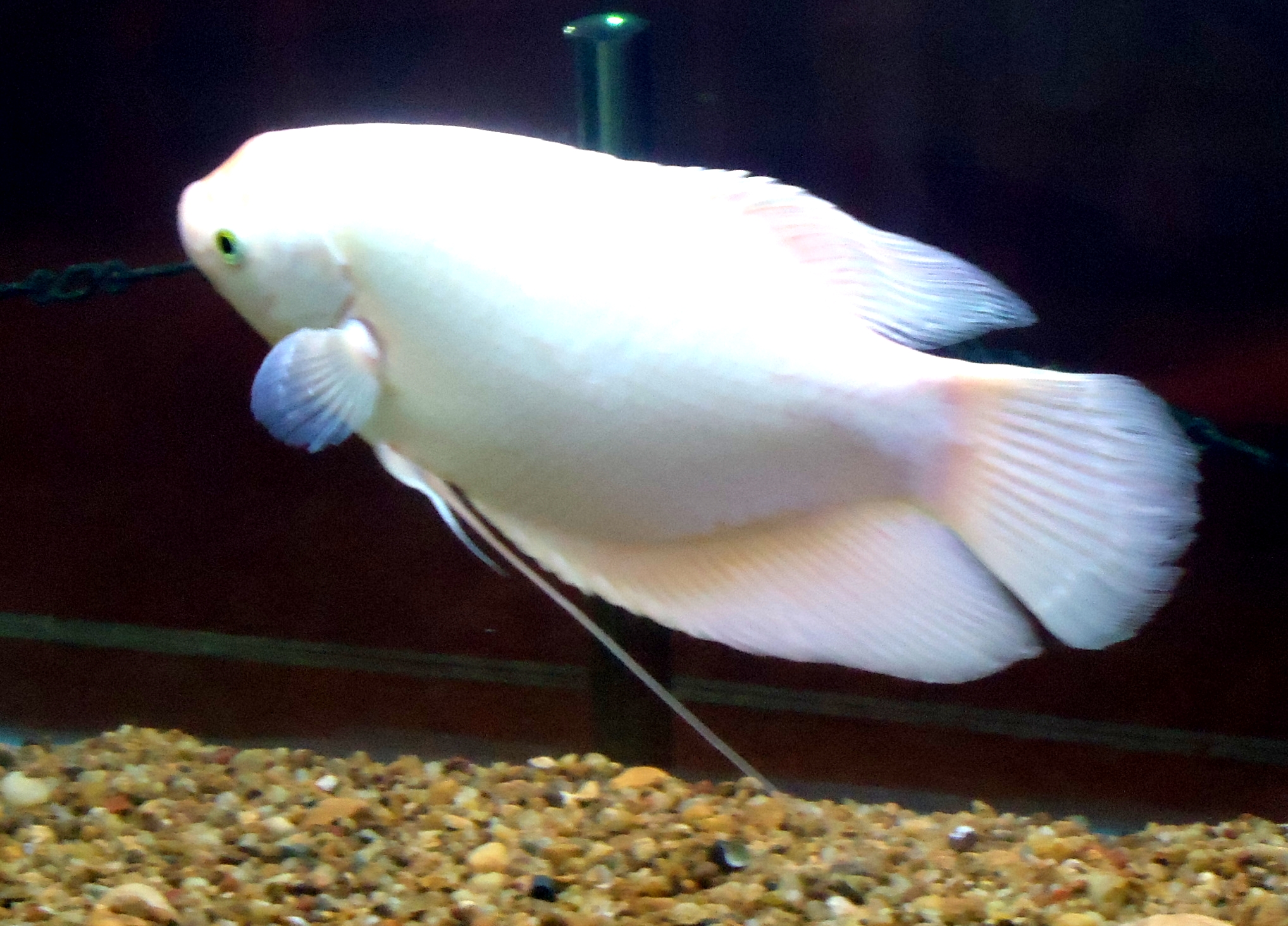 File:White Fish.JPG - Wikimedia Commons
