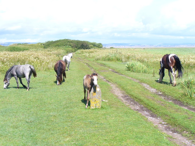 File:Whiteford National Nature Reserve - geograph.org.uk - 1417300.jpg