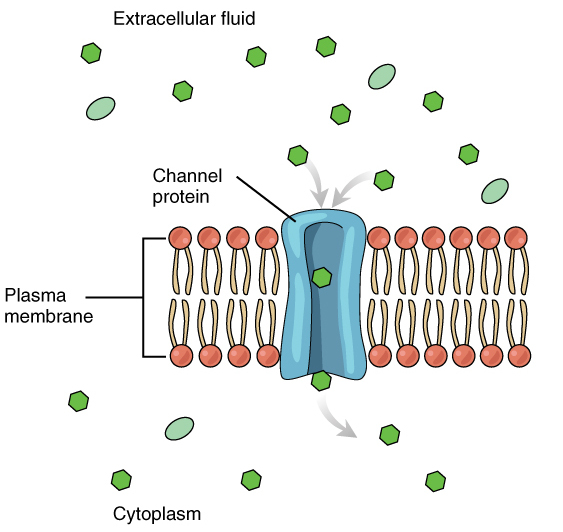 File:0306 Facilitated Diffusion Channel Protein.jpg