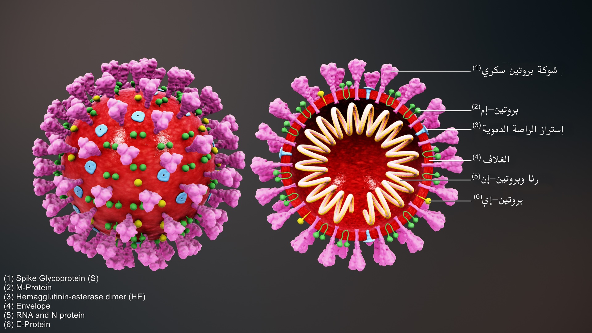 https://upload.wikimedia.org/wikipedia/commons/2/22/3D_medical_animation_coronavirus_structure-ar.jpg
