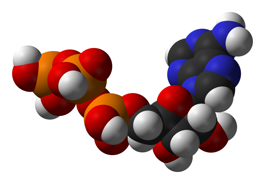 Metabolismo - Wikipedia