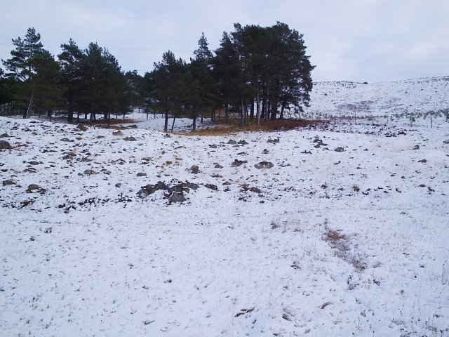 File:A Small Wood in Glencassley - geograph.org.uk - 85861.jpg