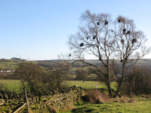 File:A collection of witches' brooms - geograph.org.uk - 650886.jpg