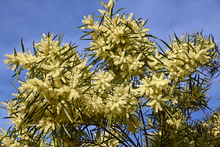 File:Acacia floribunda CFGk365.jpg